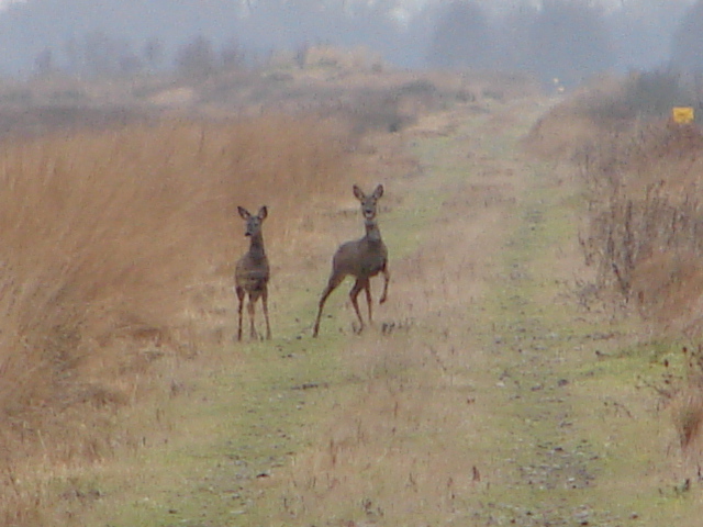 Roe Deer - geograph.org.uk - 645700