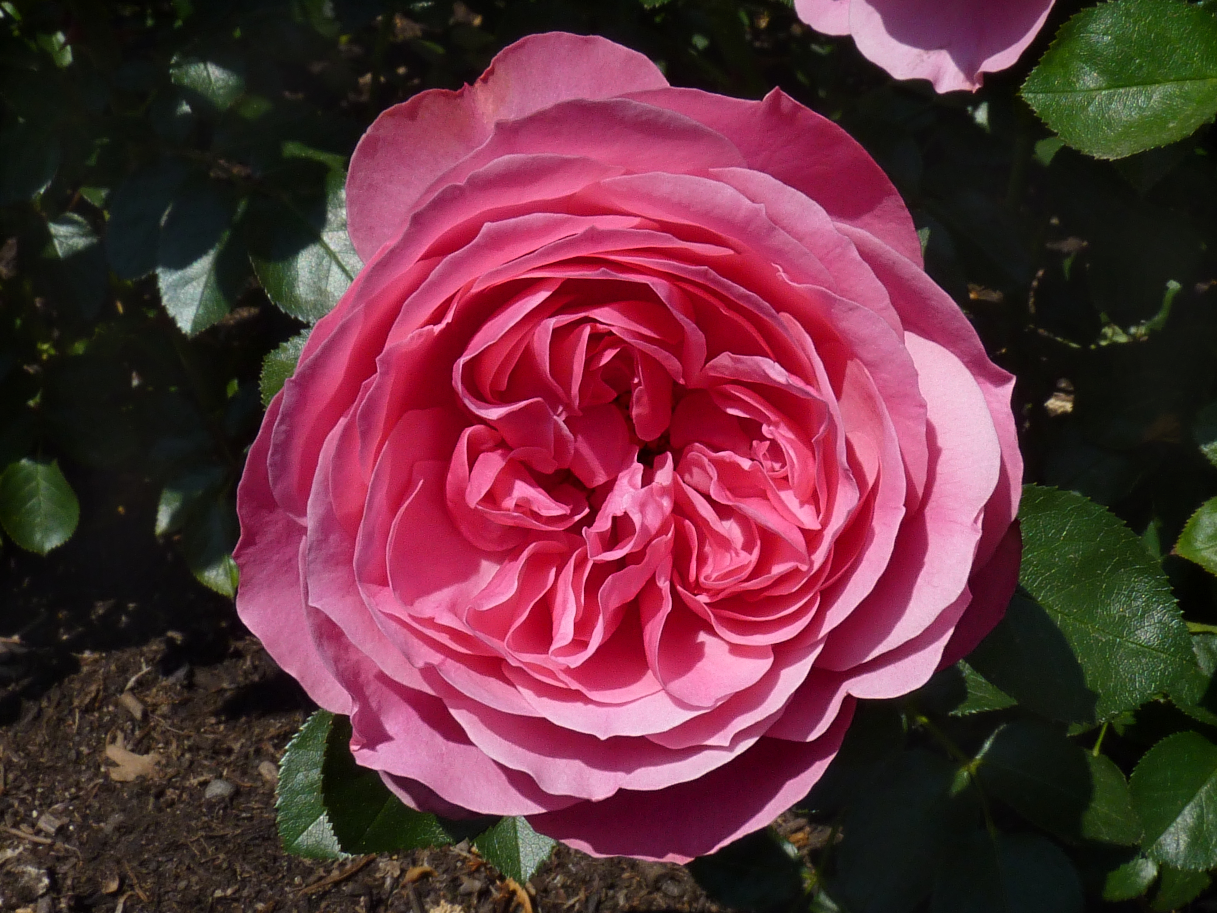 Rosa 'Leonardo da Vinci'