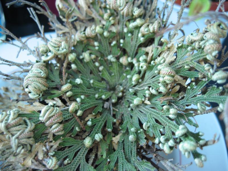 Selaginella Lepidophylla Wikipedia La Enciclopedia Libre