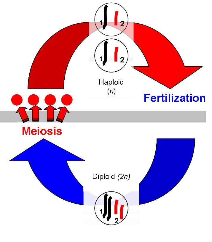 picture of diploid