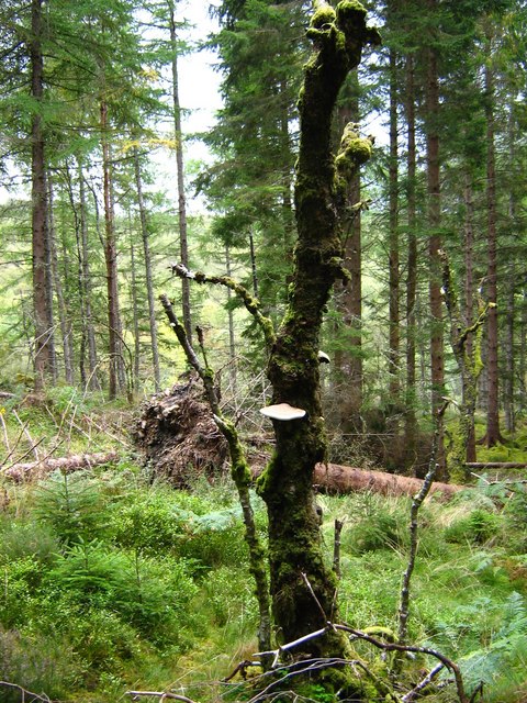 File:Shin Forest - geograph.org.uk - 1513921.jpg - Wikimedia Commons