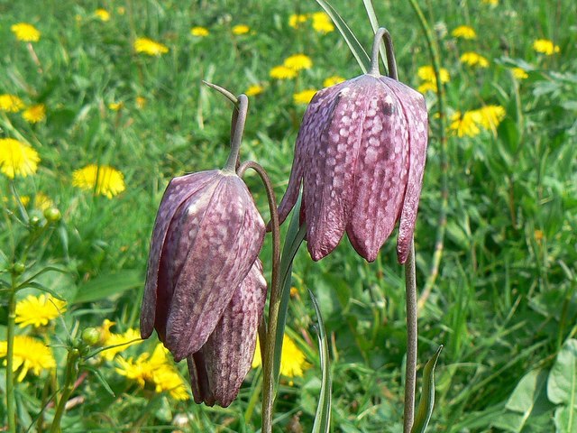 File:Snake's head fritillary, North Meadow National Nature Reserve, Cricklade - geograph.org.uk - 417022.jpg