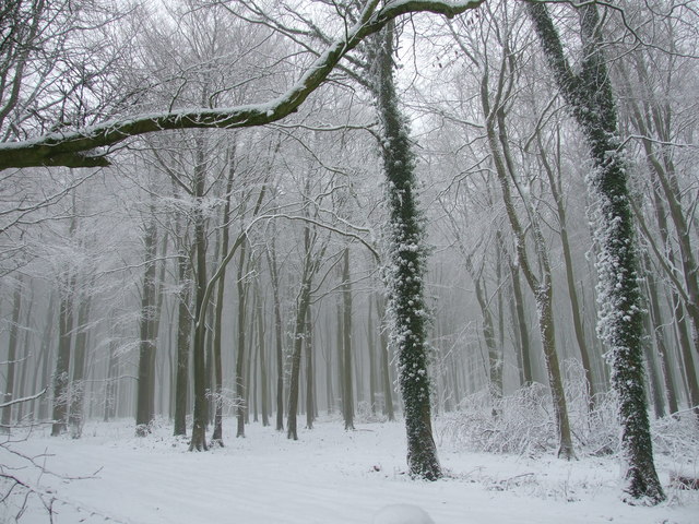 File:Snow in Gore Clump - geograph.org.uk - 1692182.jpg