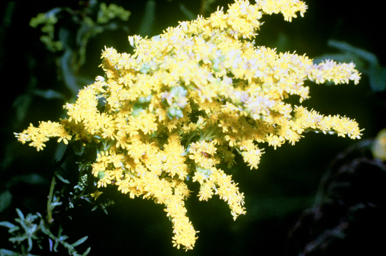 Solidago gigantea