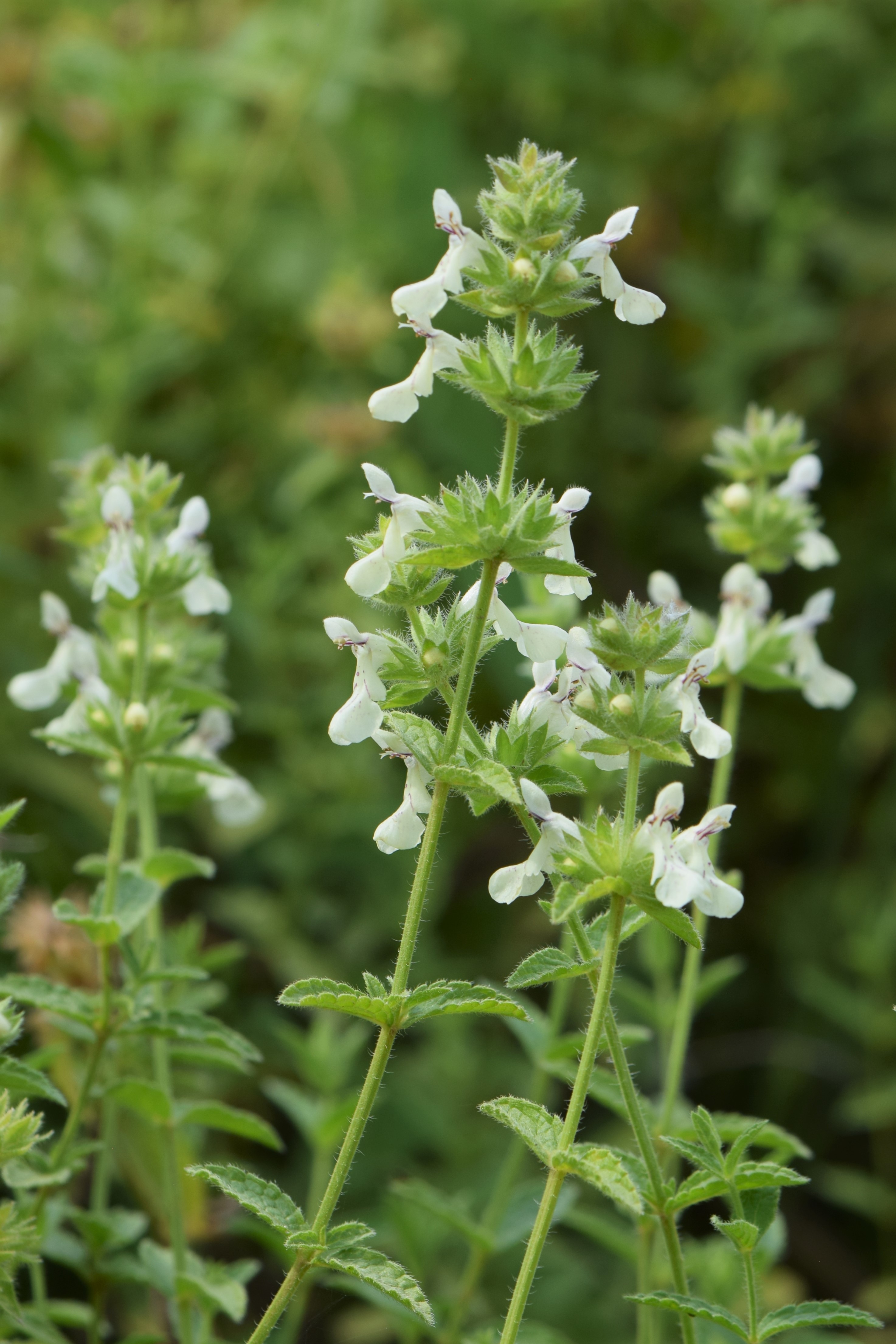 Мята шалфей запрет. Чистец однолетний. Stachys annua. Чистец однолетний сорняк. Stachys annua plantarium.