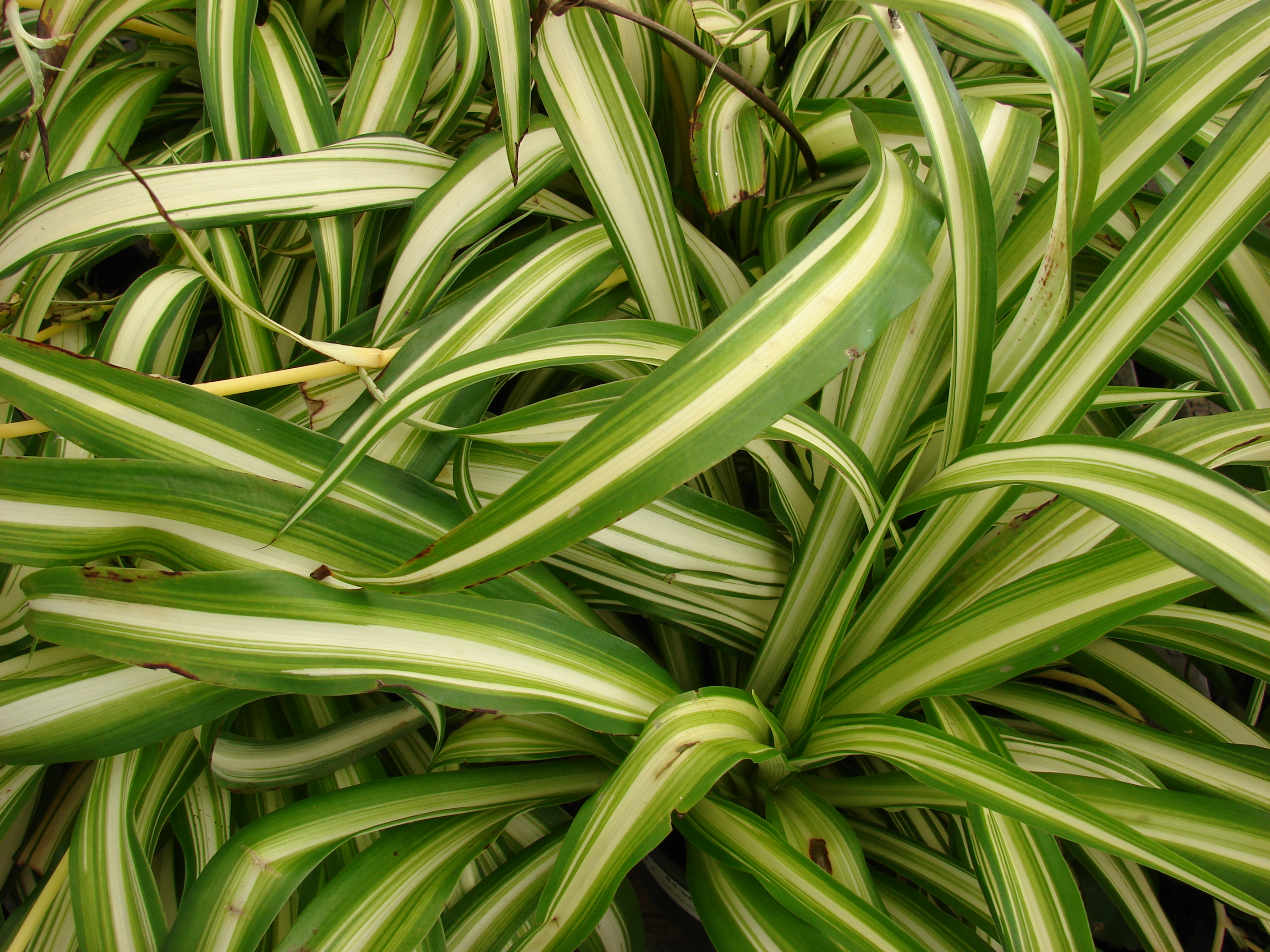 File:Starr 080117-1516 Chlorophytum comosum.jpg - Wikimedia Commons