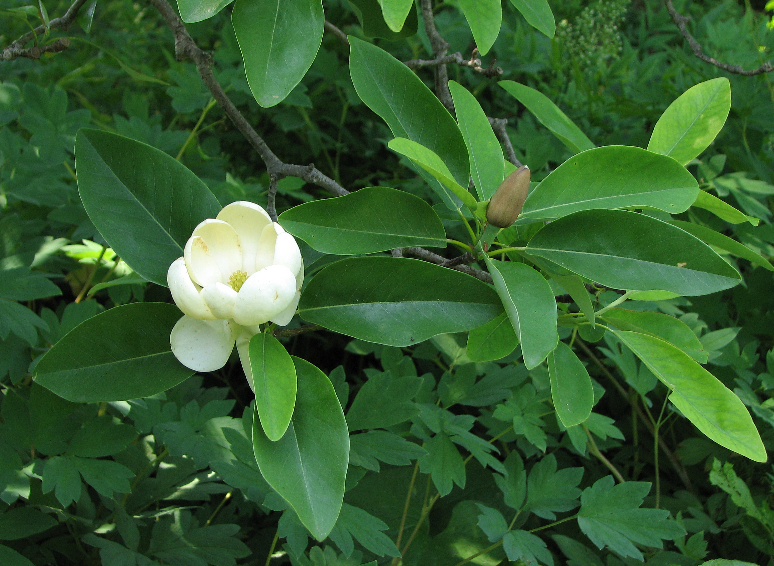 Sementes Flor Magnolia Virginiana Árvore P/ Mudas - R$ 9 