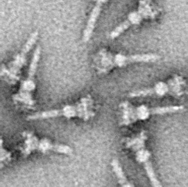 Type three secretion system