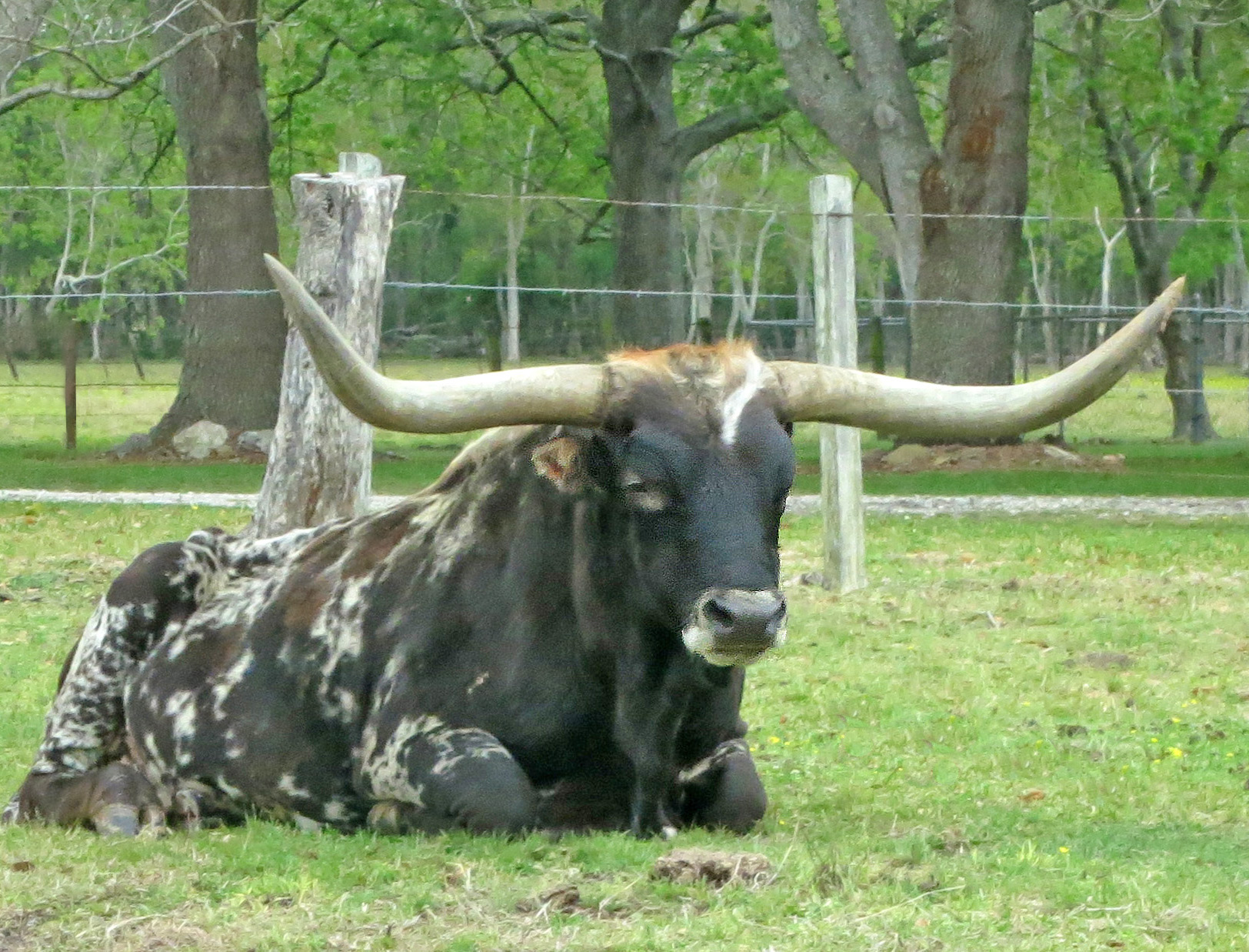 テキサスロングホーン Texas Longhorn: 最新の百科事典、ニュース