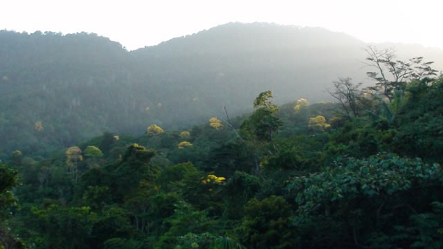 File:Trinidad poui trees bloom.jpg