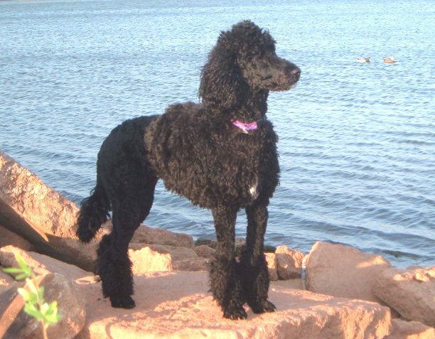 File:Waterdog standard poodle01.JPG