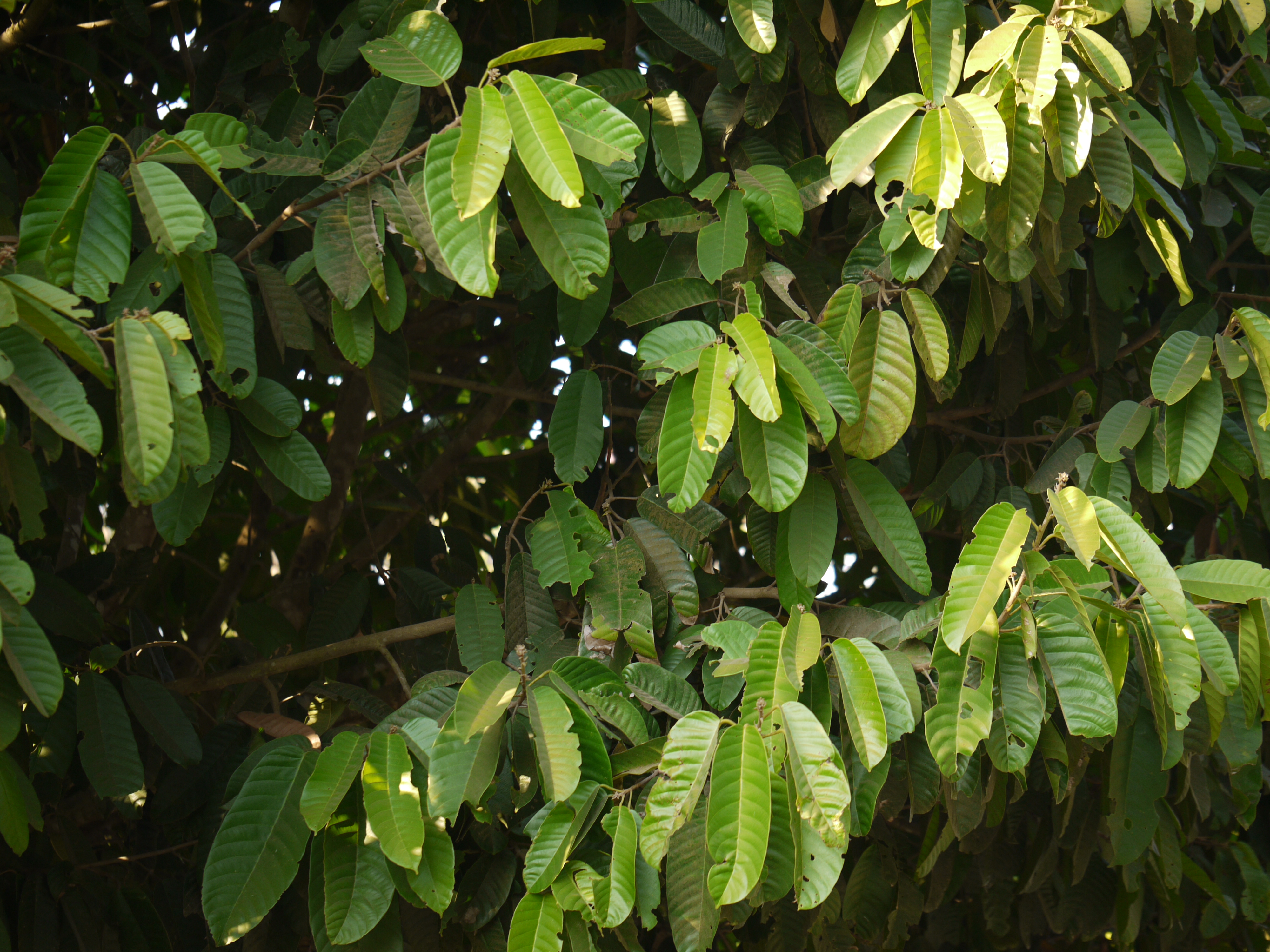 Белый Даммар (Vateria Indica)