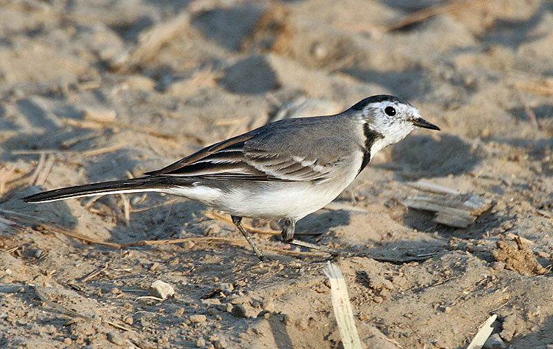 File:White Wagtail (Motacilla alba) near Hodal I IMG 9645.jpg