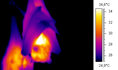 Thermographic image of a bat using trapped air as insulation