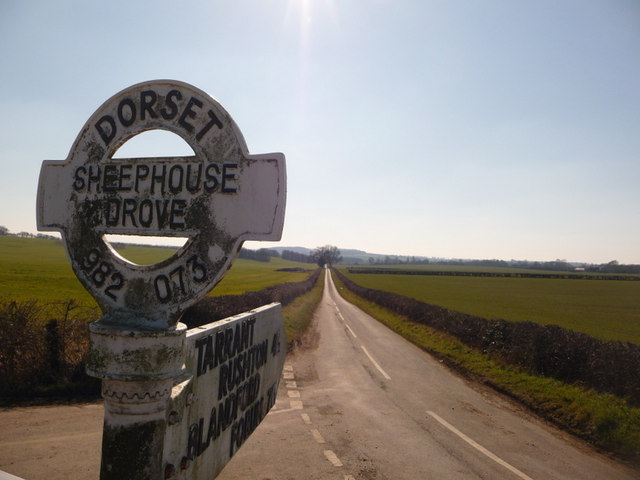 File:Witchampton, the Roman road from Sheephouse Drove - geograph.org.uk - 1741397.jpg