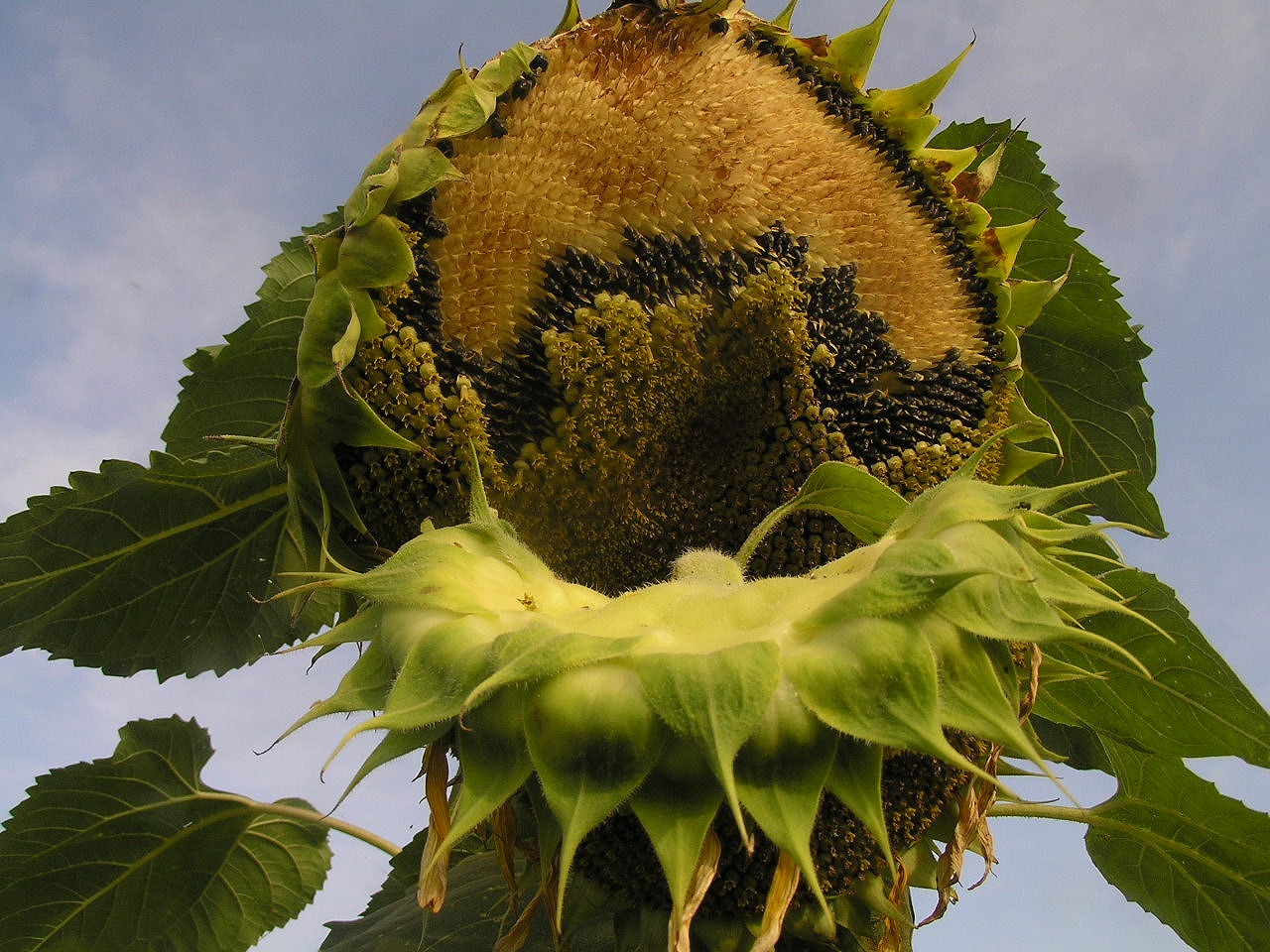 ファイル 枯れたヒマワリの花 Jpg Wikipedia