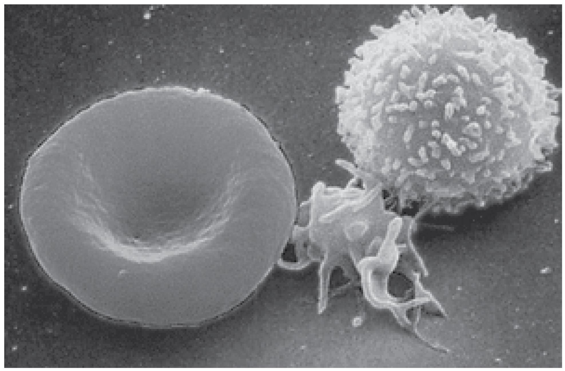 human white blood cells under microscope