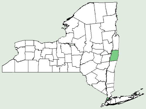 File:Allium neapolitanum NY-dist-map.png