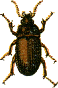 File:Amara lunicollis Jacobson.png