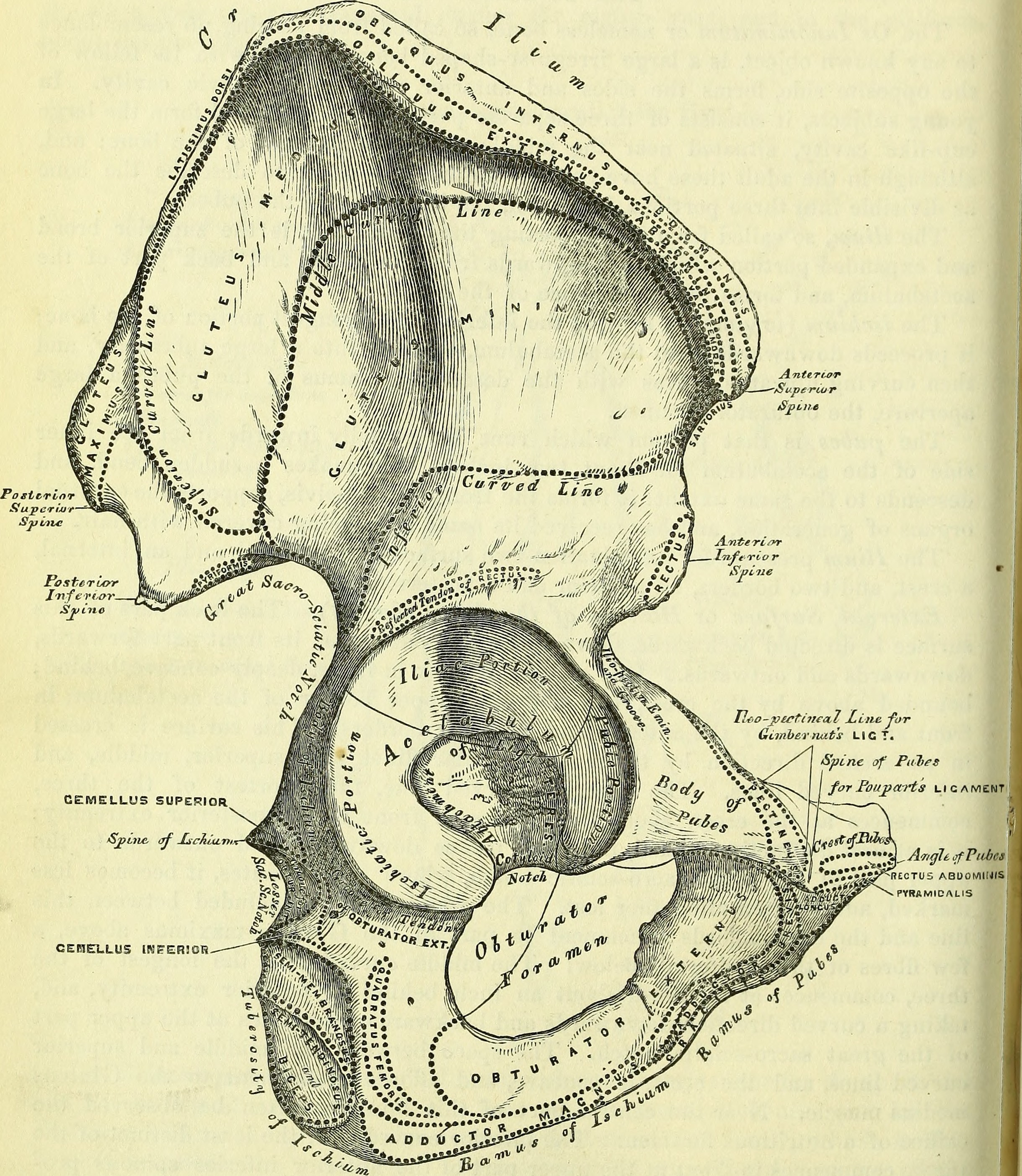 Rectus abdominis muscle - Wikipedia
