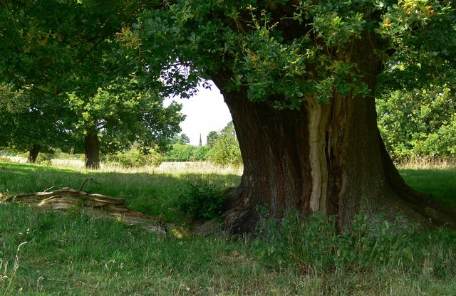 File:Ancient oak tree near Coleorton - geograph.org.uk - 912067.jpg