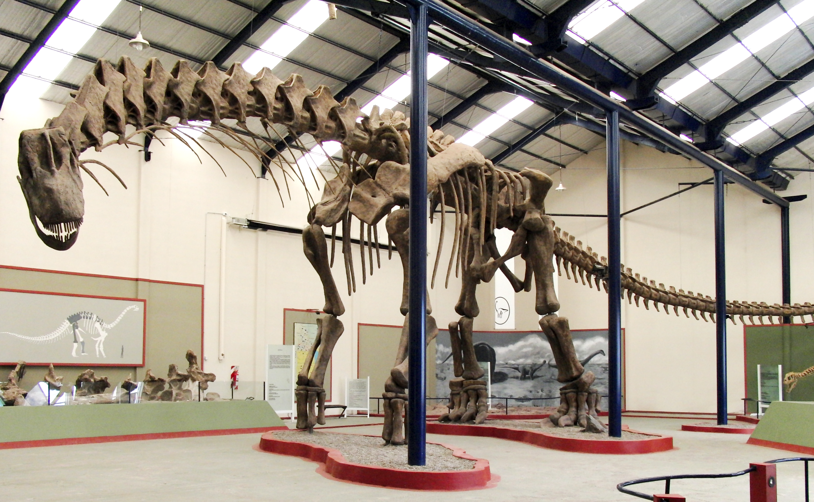 Argentinosaurus fossil, fuera de 81% comercio pesado - ocdtechs.com