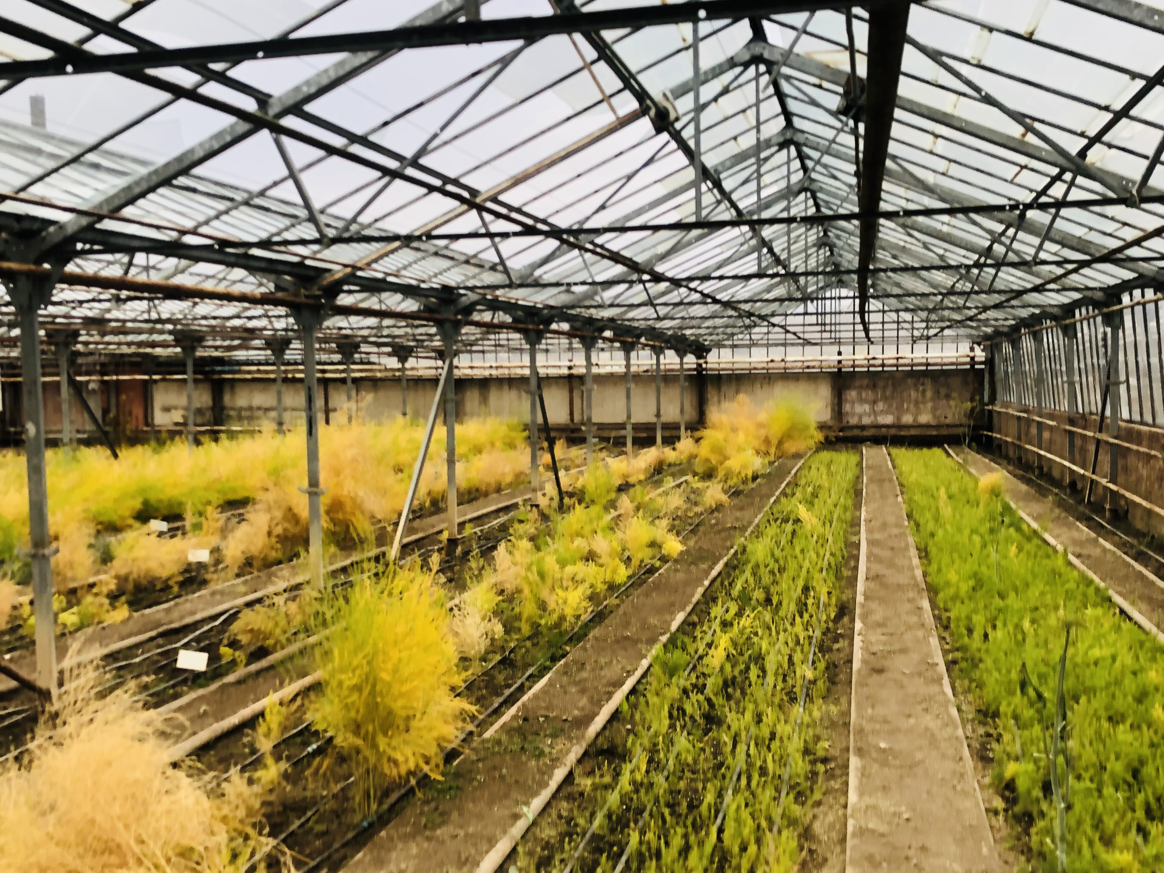 Greenhouse Армения роза