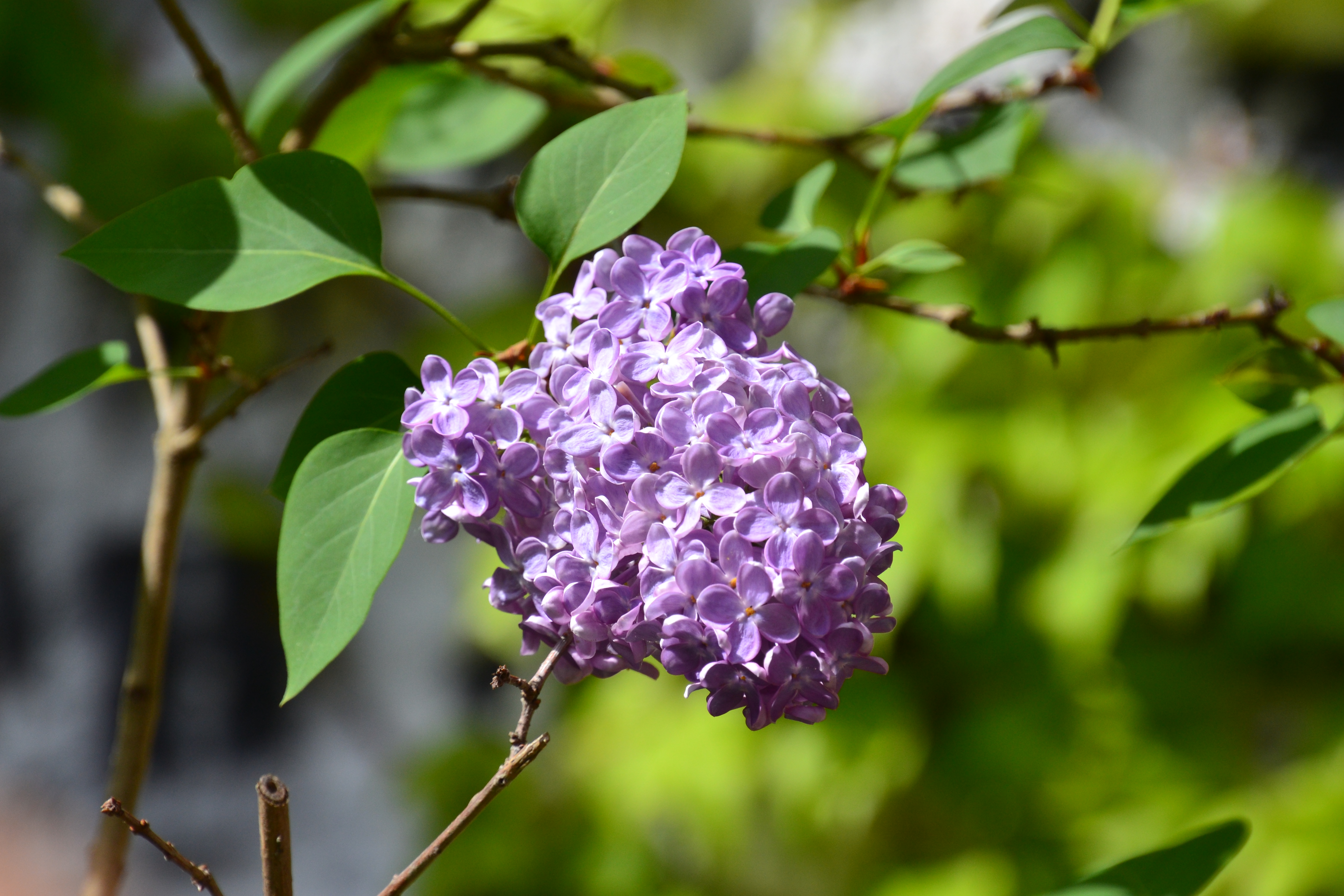 Des lilas