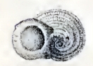 <i>Austroliotia australis</i> species of mollusc