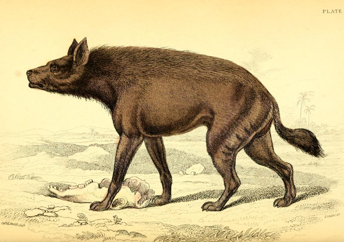 File:Azara naked hyena.png