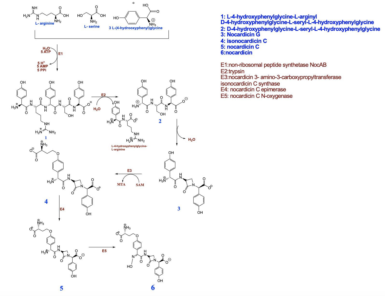 Biosynthesis of Nocardicin A