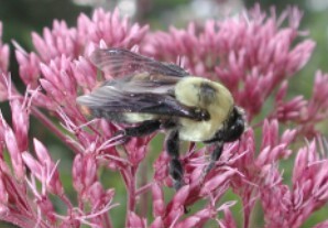 Bumblebees and the flowers they pollinate have...