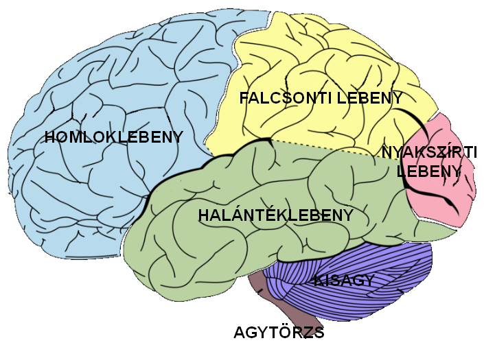 File:Brain diagram hu.png