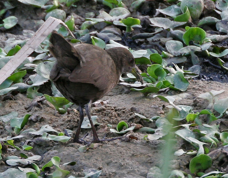 File:Brown Crake (Amaurornis akool) near Hodal, Haryana W IMG 6374.jpg