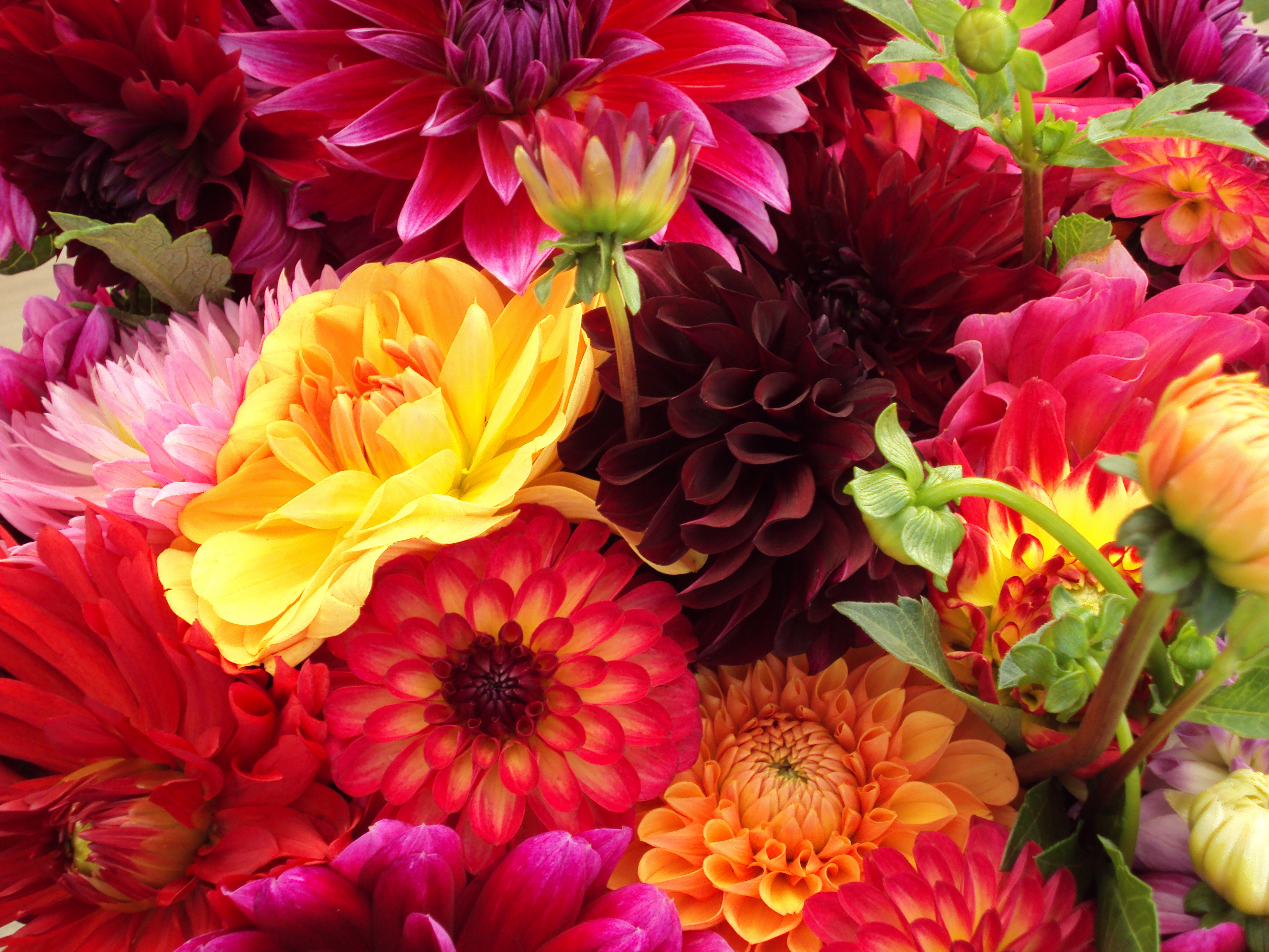 File Bunch Of Flowers jpg