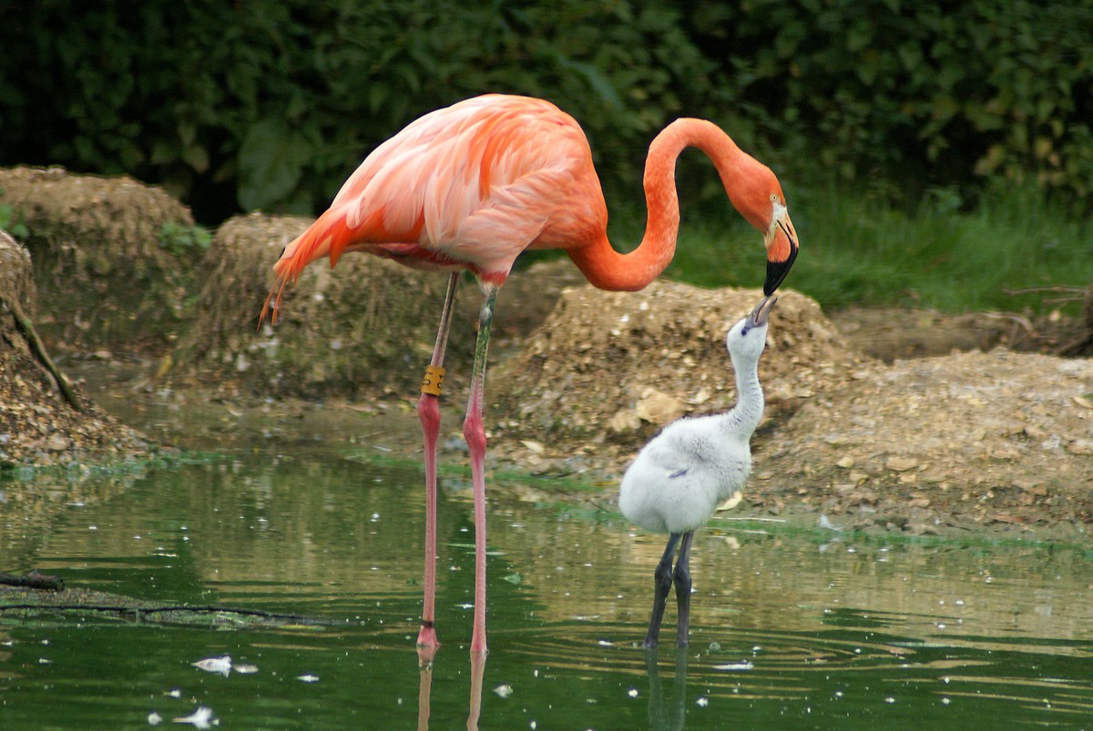 Птенец розового Фламинго