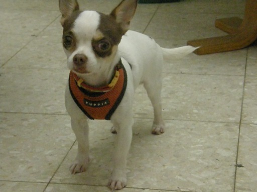 File:Chihuahua dog 2.jpg