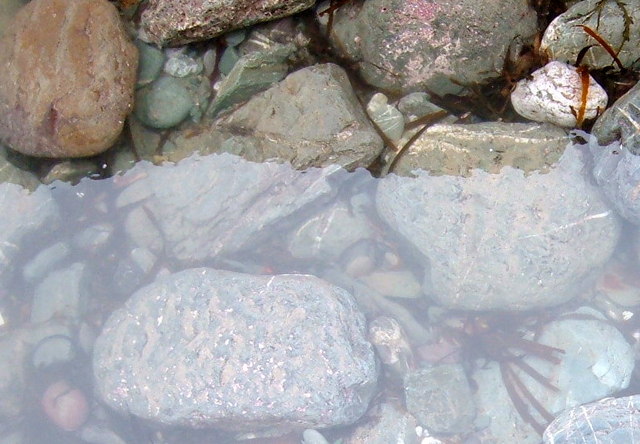 File:Close up of rock Pool - geograph.org.uk - 343428.jpg