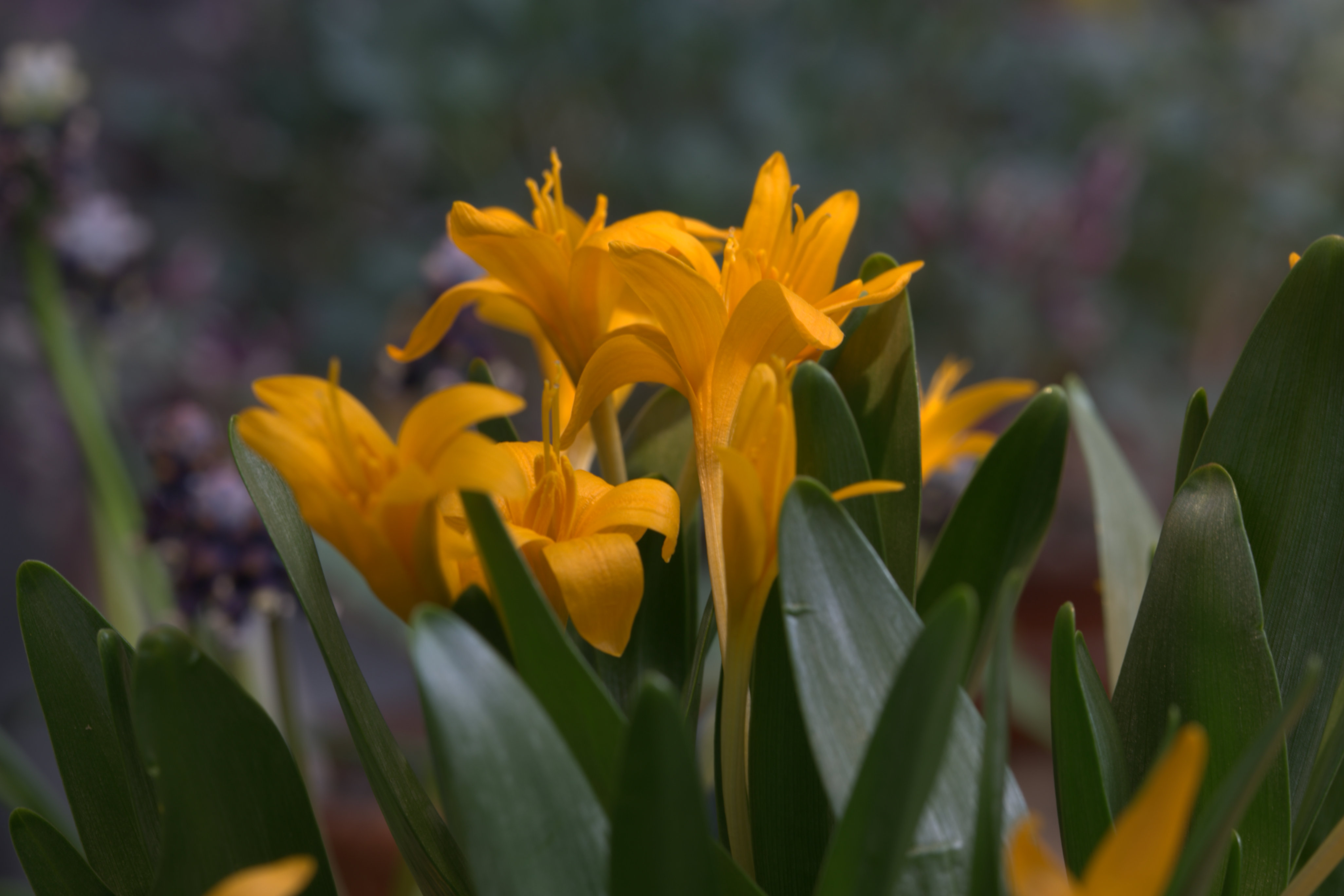 Colchicum luteum