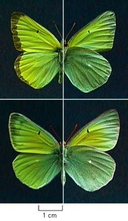 Colias alexandra