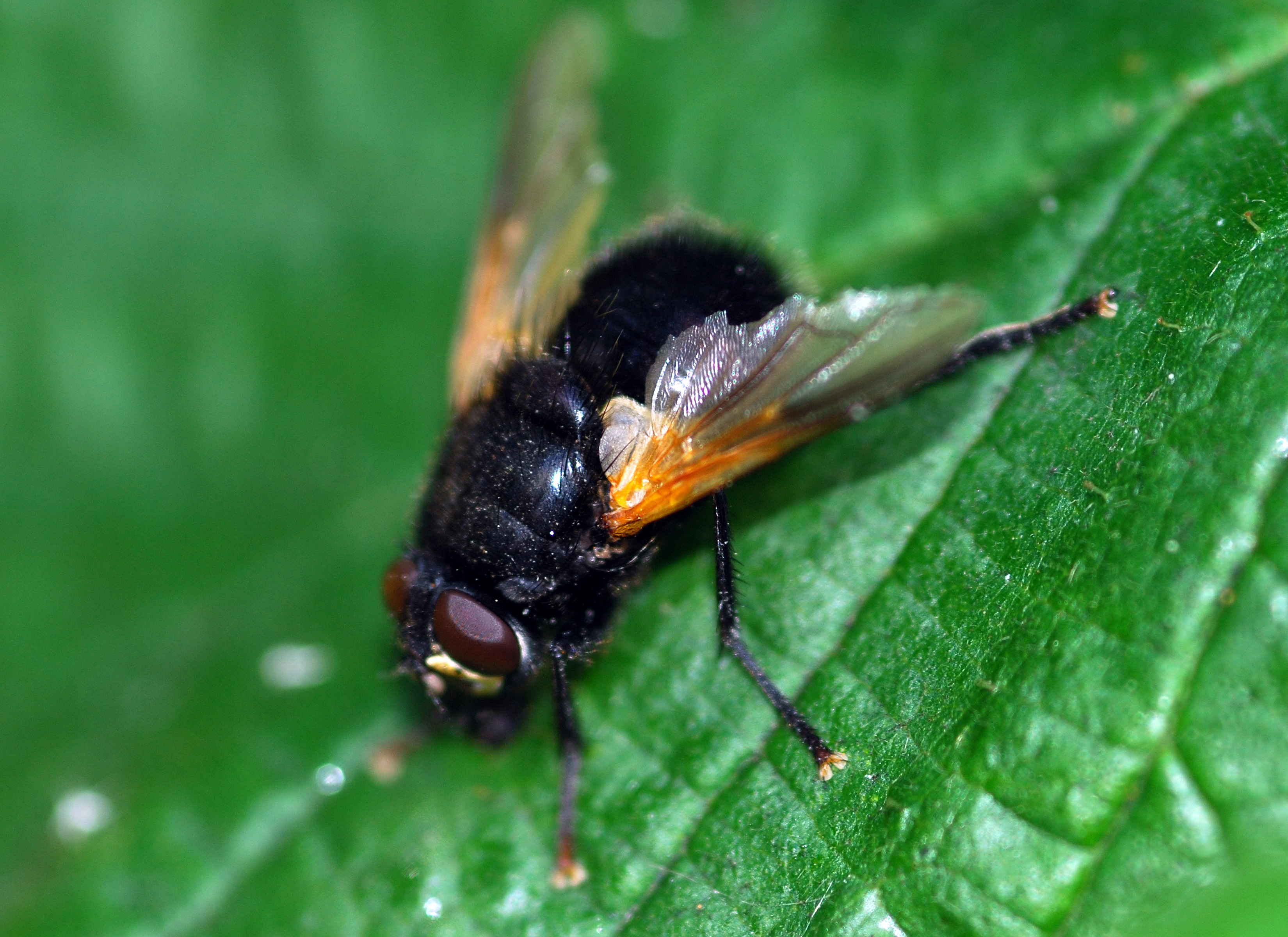 Orange fly. Муха Полуденная Mesembrina Meridiana Linnaeus 1758.