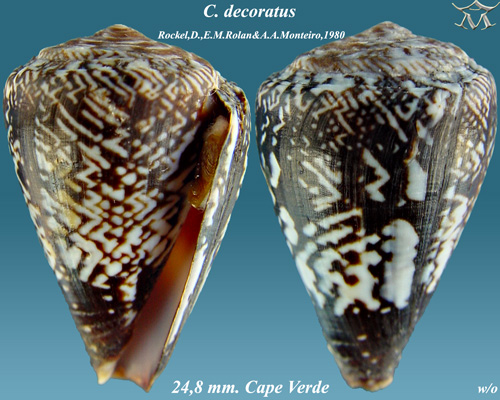 File:Conus decoratus 3.jpg