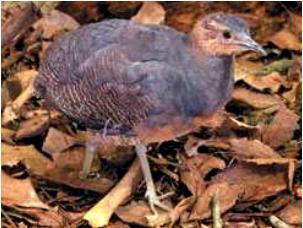 Yellow-legged tinamou Species of bird