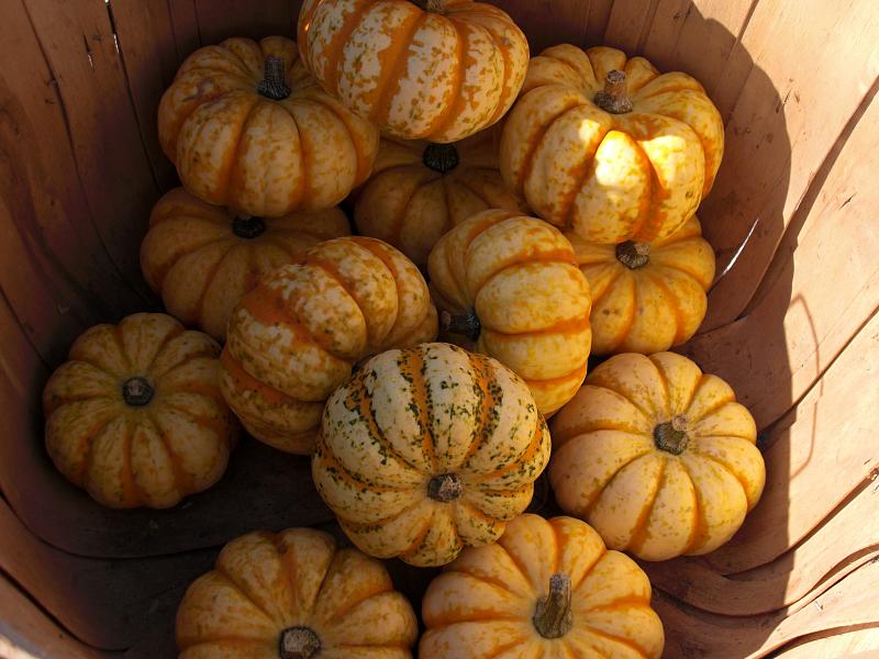 File:Cucurbita pepo small edible white with orange stripes Mini pumpkins 2.jpg