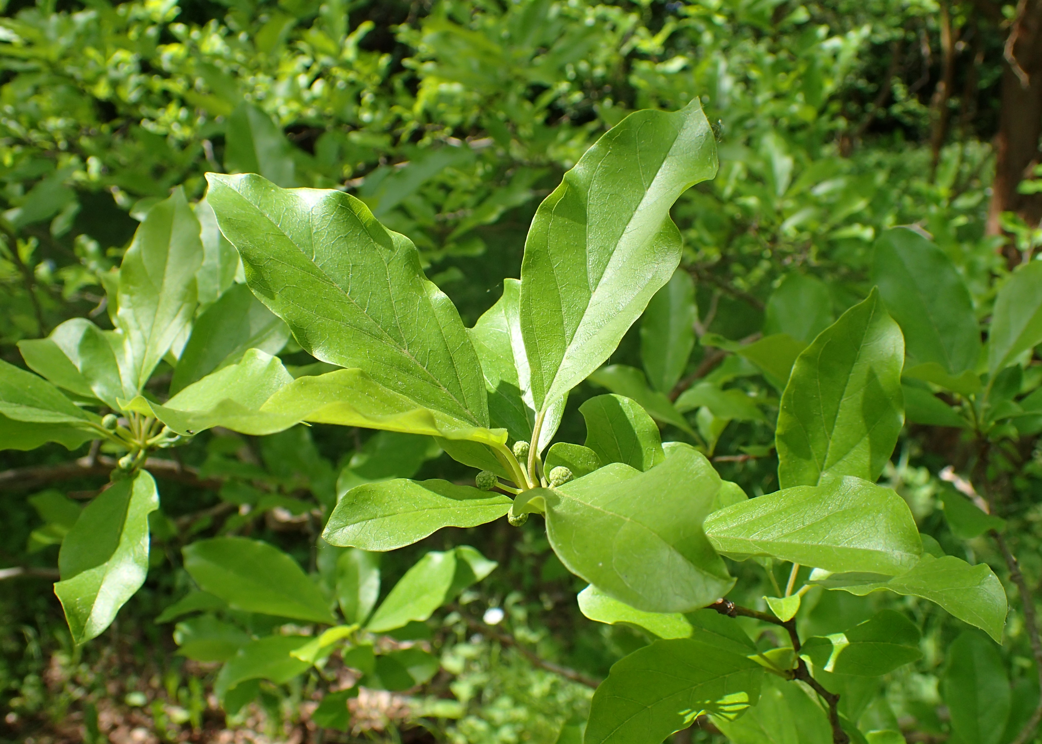 Idothea tricuspidata