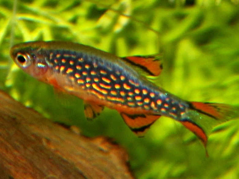 File:Danio margaritatus (zoom) 2.jpg