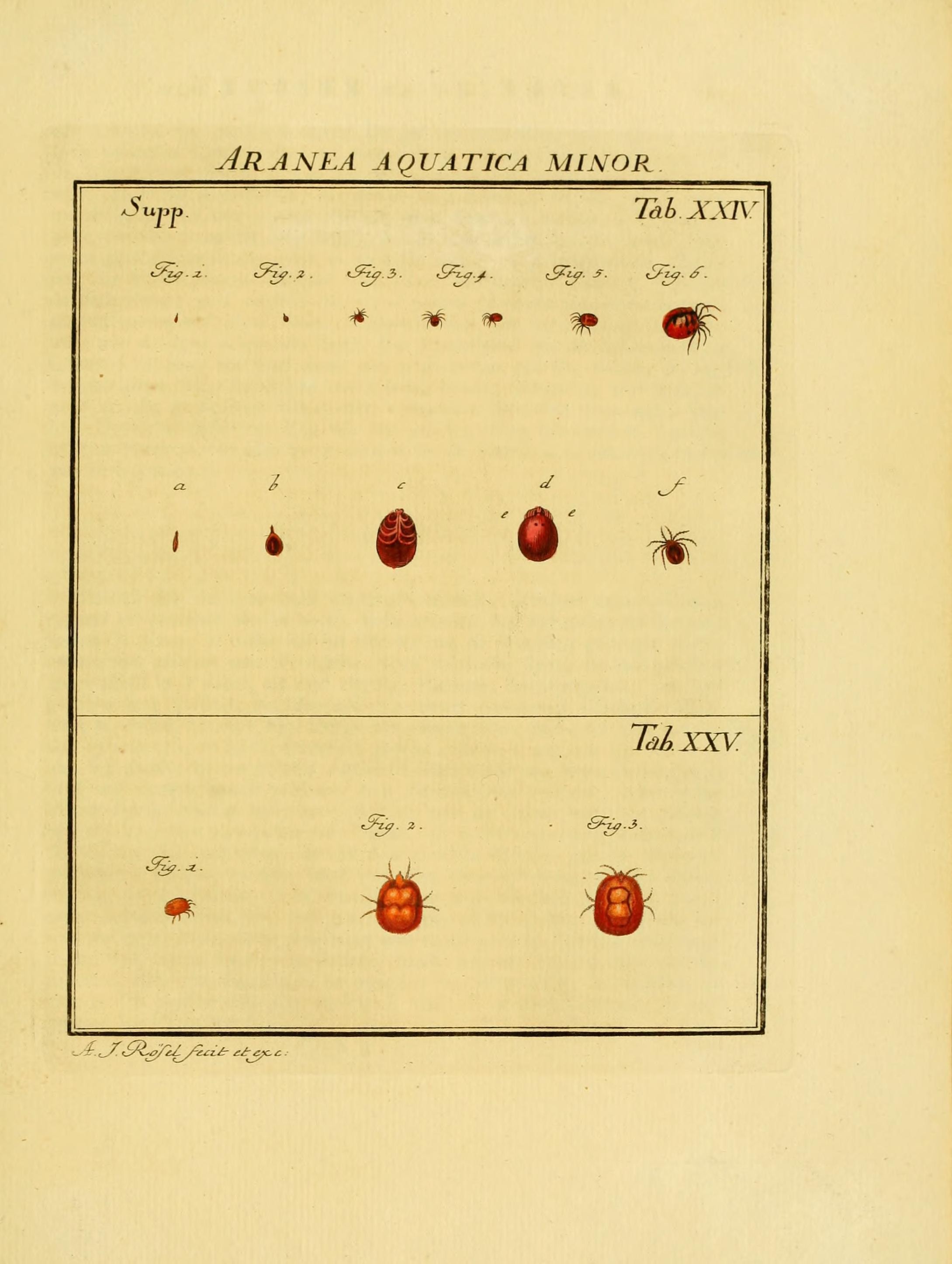 File De Natuurlyke Historie Der Insecten Tab Xxiv Xxv Jpg Wikimedia Commons