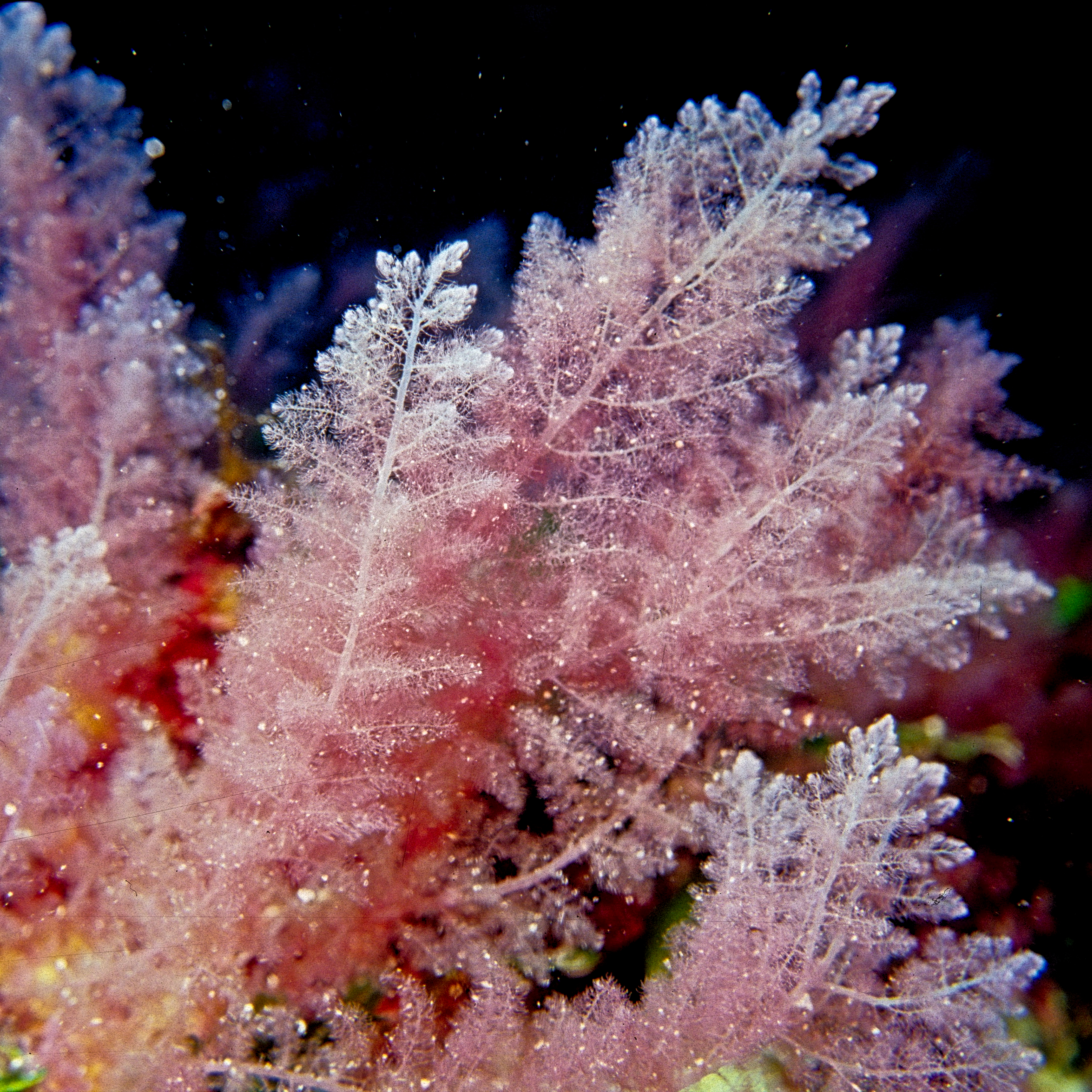 Багрянка водоросль. Багрянки водоросли. Дазия водоросль. Водоросль corallina officinalis. Красные водоросли Дазия.