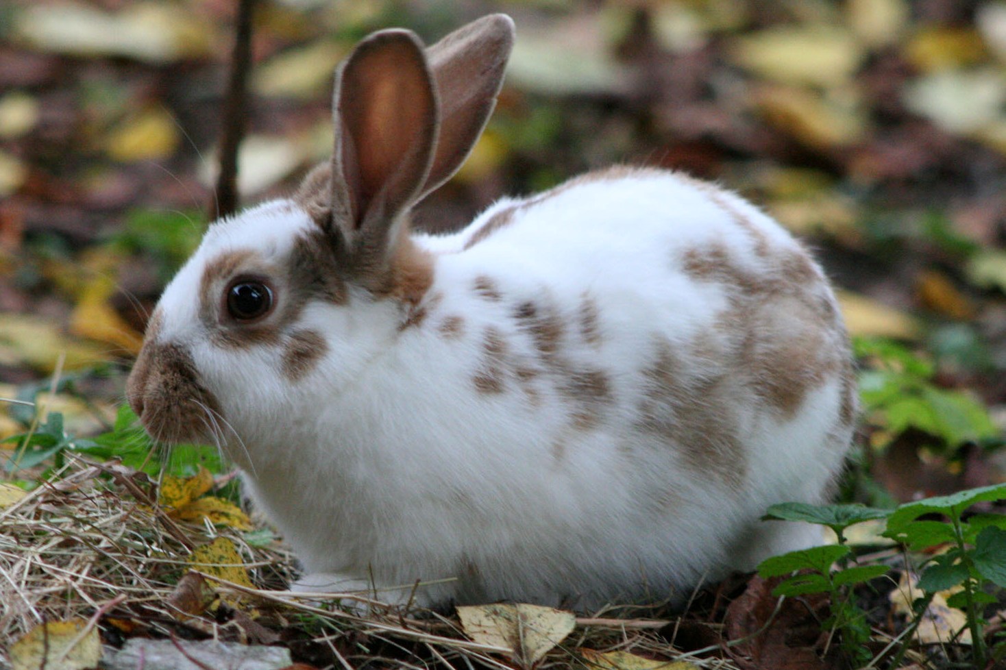 [free Download] Mini Encyclopedia Of Rabbit Breeds And Care