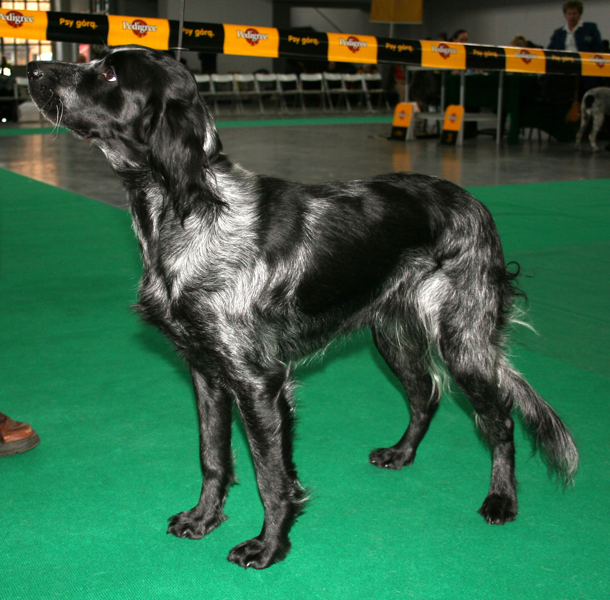 blue picardy spaniel